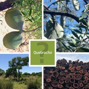 Quebracho - Everything You Need To Know