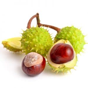 Horse Chestnut