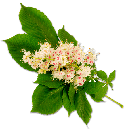 horsechestnut