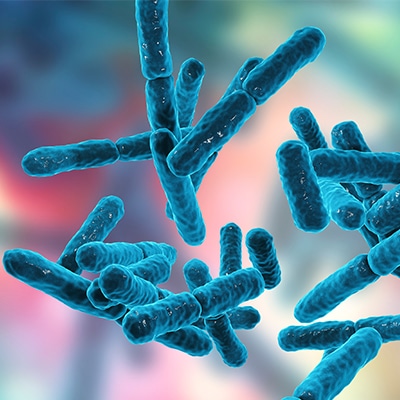 Spore-Based Bacteria Species Spore-Based Bacteria Species